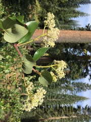 Ceanothus velutinus velutinus