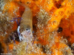 Gnathophyllum elegans