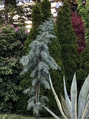 Cupressaceae