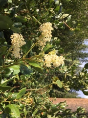 Ceanothus velutinus velutinus