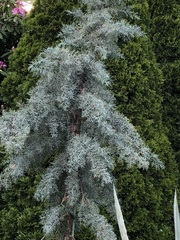 Cupressaceae