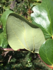 Ceanothus velutinus velutinus