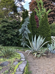 Cupressaceae