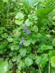Glechoma hederacea