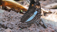 Adelpha iphiclus iphiclus