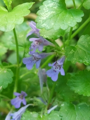 Glechoma hederacea