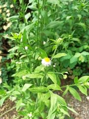 Erigeron annuus