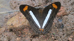 Adelpha iphiclus iphiclus