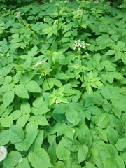 Aegopodium podagraria