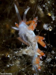 Flabellina dushia