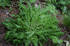 Pedicularis acaulis