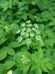 Aegopodium podagraria