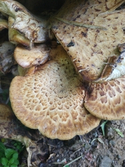 Cerioporus squamosus