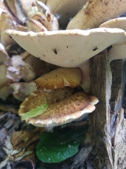 Cerioporus squamosus