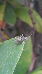Naupactus auricinctus