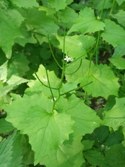 Alliaria petiolata