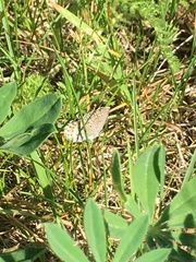Plebejus samuelis