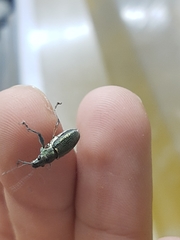 Naupactus auricinctus