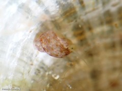 Tricolia pullus