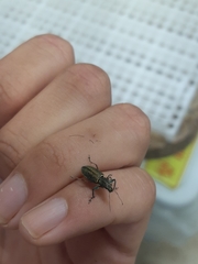 Naupactus auricinctus