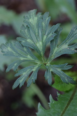 Ranunculus serpens polyanthemophyllus