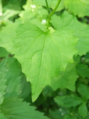 Alliaria petiolata