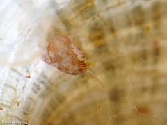 Tricolia pullus