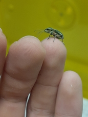 Naupactus auricinctus