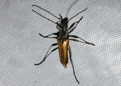 Anthophylax attenuatus