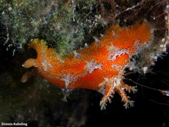 Plocamopherus maderae