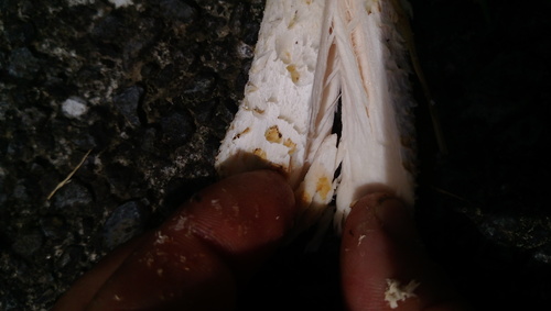 Saproamanita nauseosa image