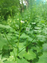 Alliaria petiolata