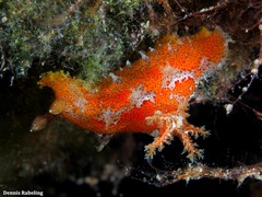 Plocamopherus maderae