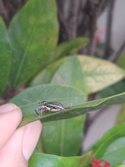 Naupactus auricinctus