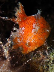 Plocamopherus maderae