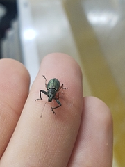 Naupactus auricinctus