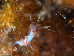 Flabellina dushia