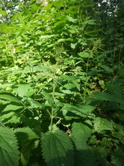 Urtica dioica