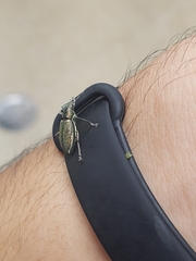 Naupactus auricinctus
