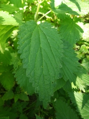 Urtica dioica
