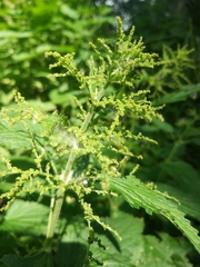 Urtica dioica