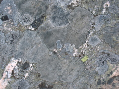 Image of Rhizocarpon geminatum