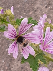 Bombus