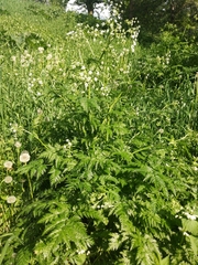 Anthriscus sylvestris