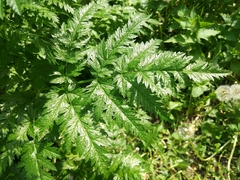 Anthriscus sylvestris
