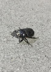 Archophileurus