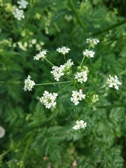Anthriscus sylvestris