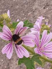 Bombus