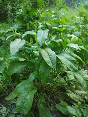 Rumex obtusifolius