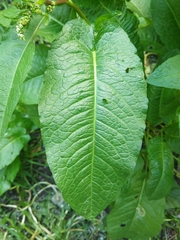 Rumex obtusifolius
